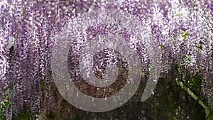 Close-up of many lilac wisteria flowers in a garden on a sunny spring day, a beautiful outdoor flower background