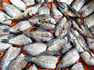 Close up many mackerel, saba fish and Trichogaster pectoralis on red plastic net at street food market