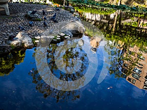 Close up of many pigeons near of an artificial pond in a park in Kamakura in Tokyo Japan