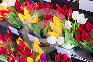 Close-up of many pink, red, yellow Tulip bouquets in a flower shop, Flower market or store. Wholesale and retail sales. mother`s