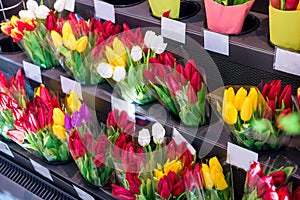 Close-up of many pink, red, yellow Tulip bouquets in a flower shop, Flower market or store. Wholesale and retail sales. mother`s