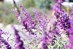 close up of many purple flowers of lavender in full bloom