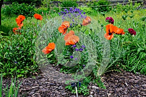 Close up of many red orange poppy flowers and small blooms in a British cottage style garden in a sunny summer day, beautiful outd