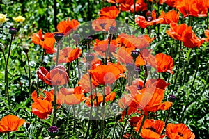 Close up of many red orange poppy flowers and small blooms in a British cottage style garden in a sunny summer day, beautiful outd