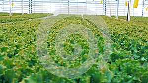 Close up of many rows of green lettuce rearing in a spacious greenery