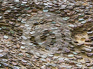 Close up of many rusted and tarnished coins hammered in to a tree branch