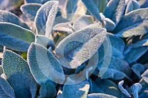 Close up of many sage leaves background