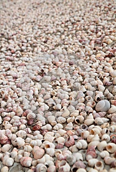 Close up many shell carcass on the wall