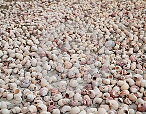 Close up many shell carcass on the wall