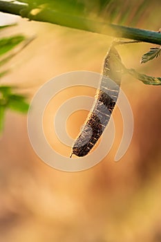 Close Up many small brown seeds in mature seed pods of Water mimosa with green leave nature background