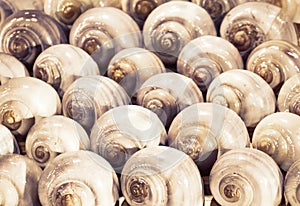 Close up of many snail shells that are used as a background