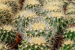 Close-up of many spiky cacti in the hot pots