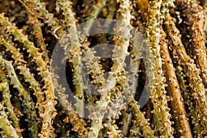 Close up many Tinospora cordifolia herb (HEART-LEAVED MOONSEED) photo