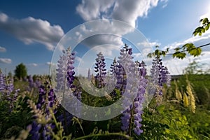 close up of many wisteria flowers in the field in green grass in the wind against blue sky with clouds. Generative AI.