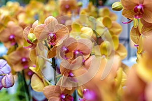 Close-up of many yellow and pink orchids on a blurred background, selective focus. Orchidea phalaenopsis in the store