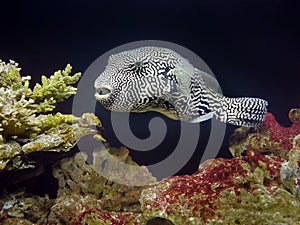 Close up A map puffer fish with black and white pattern, underwater with corals ans stone background, Arothron mappa photo