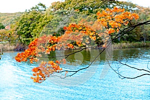 Close up maple branch tree on lake back ground, orange maple leaves in autumn season