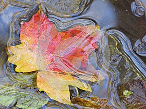 Close-up of a Maple leaf floating in a stream