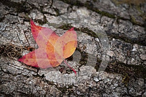 Close-up of Maple leaves Acer wilsonii  Rehder on a brown bark textured background.