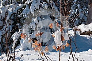 Close up of maple leaves on Winter