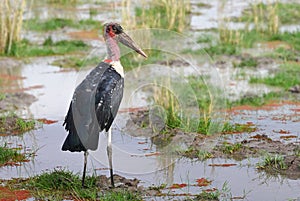 Close-up marabou stork bird in Kenya