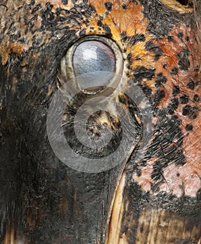 Close up of Marabou Stork, Leptoptilos crumeniferus