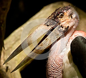 A close-up of an marabu
