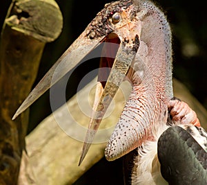 A close-up of an marabu
