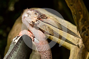 A close-up of an marabu