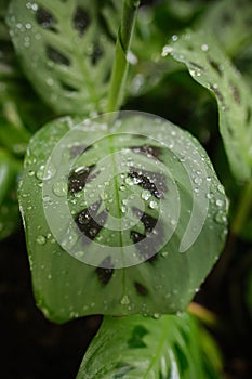 Close-up of Maranta leuconeura aka prayer plant
