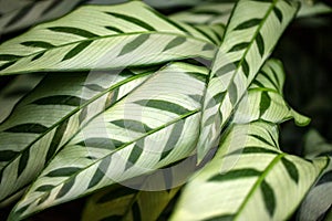 Close-up of marantaceae calathea leopardina evergreen leaves