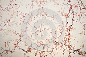 Close-up of marble background