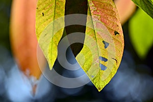 Close up marco shot leaf in autumn season show the natural