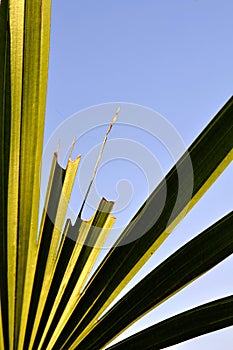 Close up marco shot leaf in autumn season show the natural