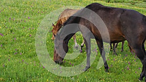 Close-up of a mare and foal eating grass in a pasture in the mountains. Lush green grass, yellow and purple flowers in