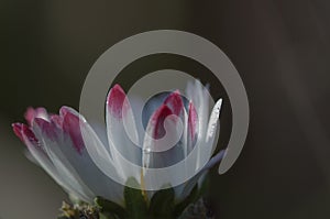 Close up of a marguerite,Bellis perennis, on natural background