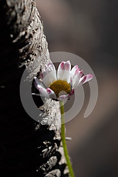 Close up of a marguerite,Bellis perennis, on natural background