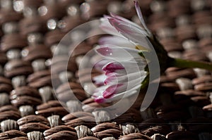 Close up of a marguerite with wood surface