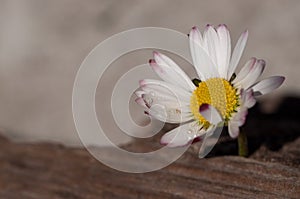 Close up of a marguerite with wood surface