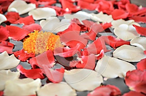 Close up of Marigold flower and petal of red and white rose