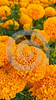 Close up marigold flowers in blooming nature scene