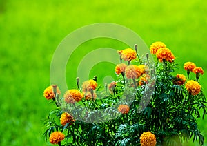 Close up marigold flowers, tropical flowers growing up in the organic rice field and Green leaves background.