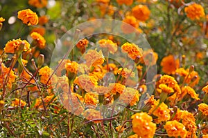 Close up of marigolds flowers