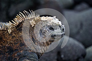 A close up of a marine iguana head