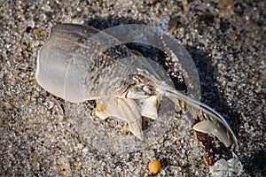 Close up of marine objects on the beach on Long Beach Island, NJ