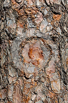Close up of maritime pine bark showing intricate textures and patterns