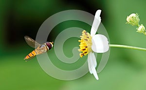 Close-up of a marmalade hoverfly (Episyrphus balteatus) hovering in front of a vibrant flower