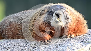 Close Up of Marmot with Big Teeth and Wiggling Nose