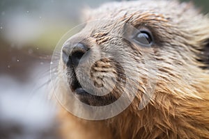 close-up of marmots face while vocalizing