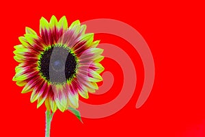 Close up of mars merlot color sunflower against red background